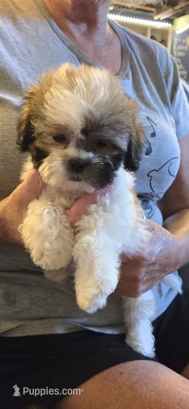Harley – Shihpoo puppy for sale in Rock Island, IL