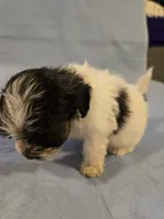 Rufio , a male Shihpoo for sale in Rock Island, IL – 3 of 4