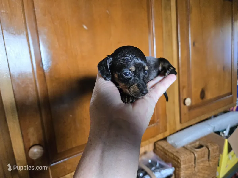 Jada – Miniature Dachshund puppy for sale in Rock Island, IL