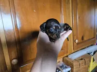 Jada, a female Miniature Dachshund for sale in Rock Island, IL – 1 of 2