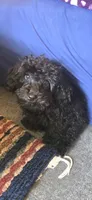 Jet, a male Poodle - Toy  for sale in Rock Island, IL – 2 of 10