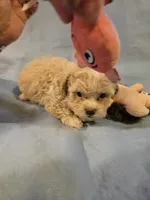 Zues, a male Shihpoo for sale in Rock Island, IL – 4 of 4