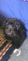 Jet, a male Poodle - Toy  for sale in Rock Island, IL – 4 of 10
