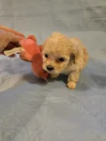Maxwell , a male Shihpoo for sale in Rock Island, IL – 6 of 6