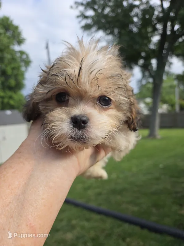 Tyson – Shihpoo puppy for sale in Rock Island, IL