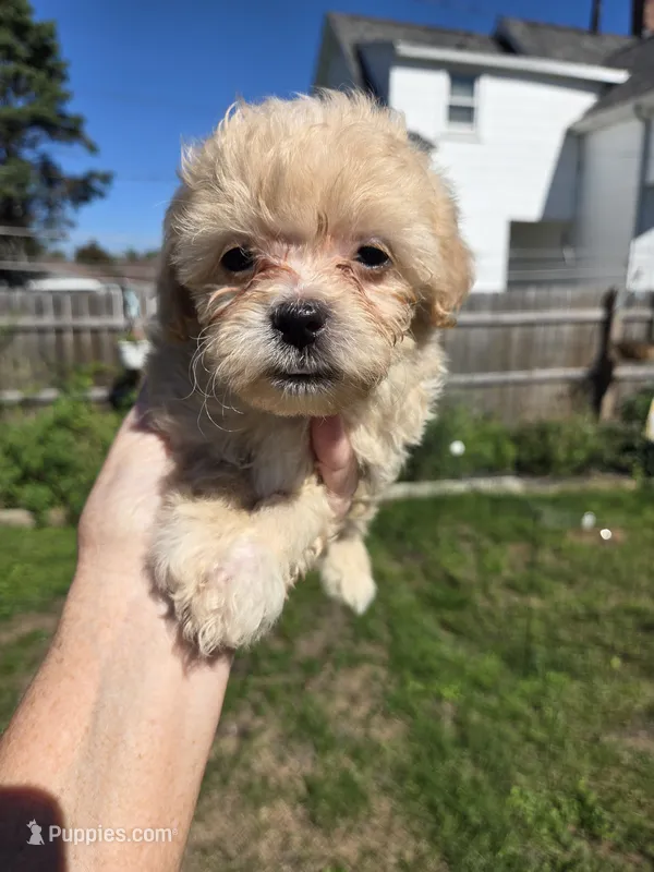 Maxwell  – Shihpoo puppy for sale in Rock Island, IL