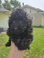 Dude, a male Poodle - Toy  for sale in Rock Island, IL – 2 of 2