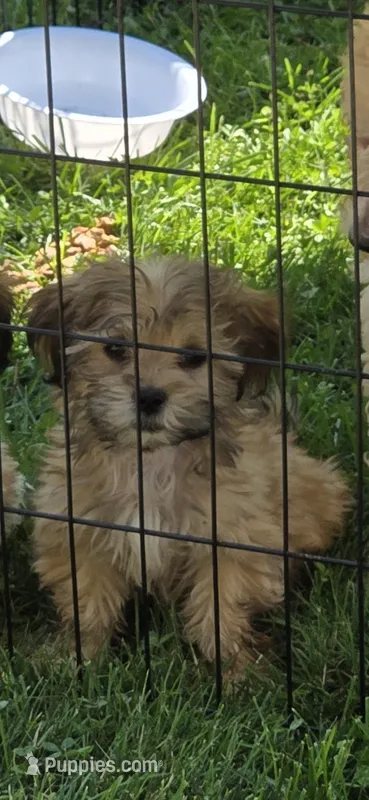 Joker – Shihpoo puppy for sale in Rock Island, IL