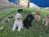 Titan, a male Poodle - Standard  for sale in Rock Island, IL – 7 of 8