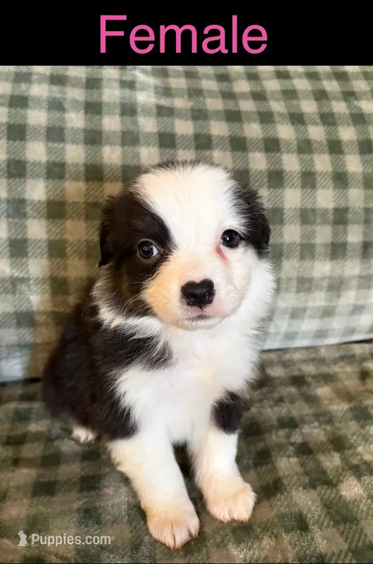 Chicka – Miniature Australian Shepherd puppy for sale in Elgin, OK