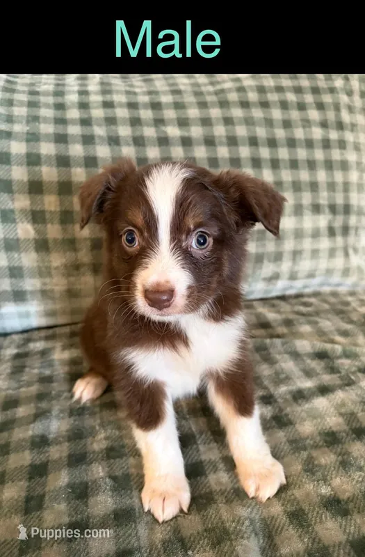 Bear – Miniature Australian Shepherd puppy for sale in Elgin, OK