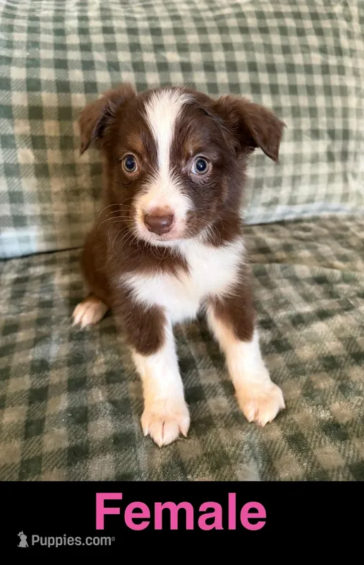 Bingo – Miniature Australian Shepherd puppy for sale in Elgin, OK