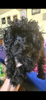 Jet, a male Poodle - Toy  for sale in Rock Island, IL – 7 of 10