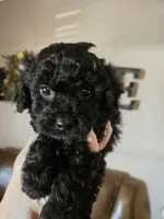 Rosco, a male Poodle - Toy  for sale in Elgin, OK – Photo 2 of 3