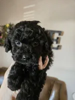 Rosco, a male Poodle - Toy  for sale in Elgin, OK – Photo 3 of 3