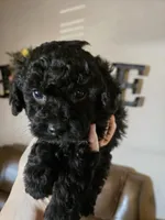 Rosco, a male Poodle - Toy  for sale in Elgin, OK – Photo 1 of 3