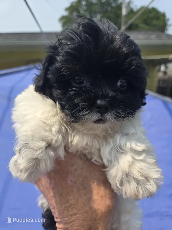 Charlotte  – Shihpoo puppy for sale in Rock Island, IL