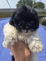 Charlotte , a female Shihpoo for sale in Rock Island, IL – 1 of 2