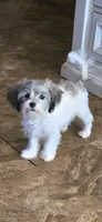 Charlotte, a female Shihpoo for sale in Elgin, OK – Photo 1 of 2