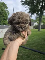Cinnamon , a male Shihpoo for sale in Rock Island, IL – 3 of 6