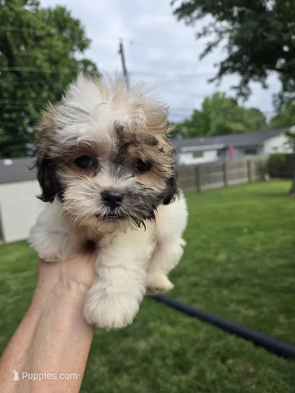 Harley – Shihpoo puppy for sale in Rock Island, IL