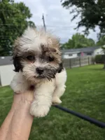 Harley, a male Shihpoo for sale in Rock Island, IL – 1 of 5