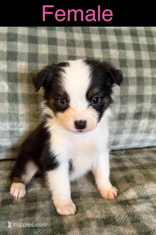 Jazzy – Miniature Australian Shepherd puppy for sale in Elgin, OK