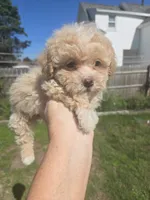 Cinnamon , a male Poodle - Toy  for sale in Rock Island, IL – 5 of 5