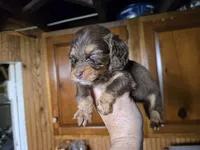 Bassil, a male Miniature Dachshund for sale in Rock Island, IL – 3 of 3