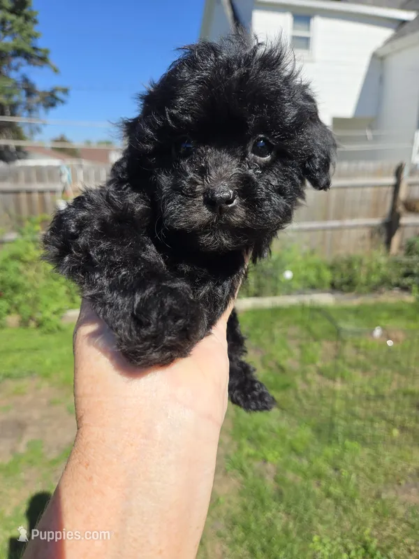 Jet – Shihpoo puppy for sale in Rock Island, IL