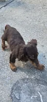 Cocoa, a female Miniature Dachshund for sale in Rock Island, IL – 3 of 3