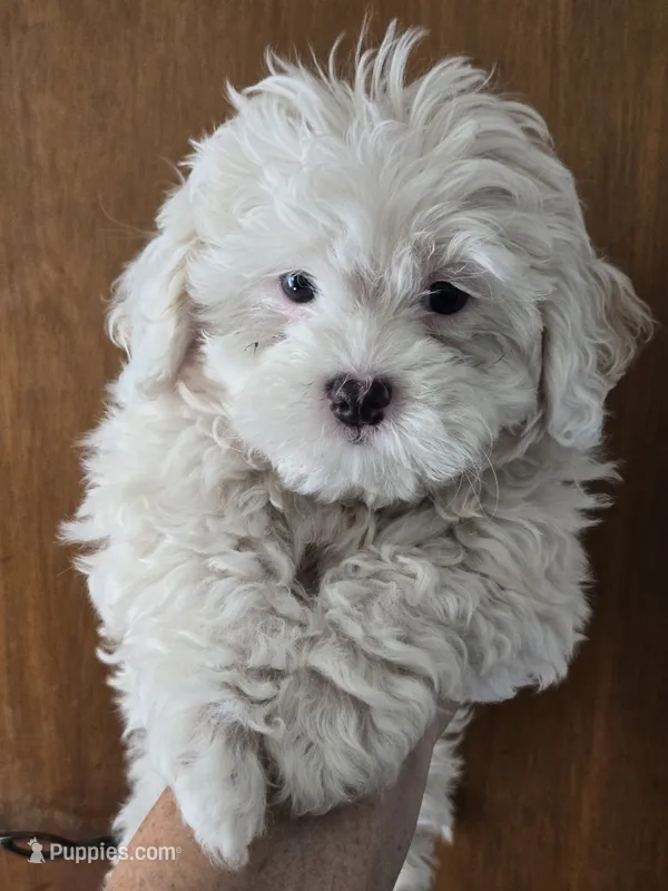 Lily – Shihpoo puppy for sale in Rock Island, IL