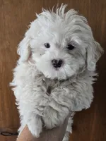 Lily, a female Shihpoo for sale in Rock Island, IL – 1 of 3