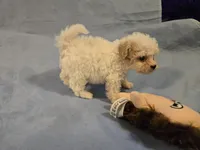 Muffin, a female Shihpoo for sale in Rock Island, IL – 4 of 4
