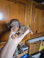 Bailey, a female Miniature Dachshund for sale in Rock Island, IL – 1 of 2