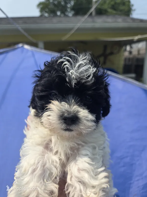 Olivia – Shihpoo puppy on hold in Rock Island, IL