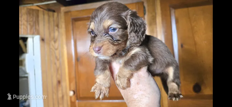 Bassil – Miniature Dachshund puppy for sale in Rock Island, IL