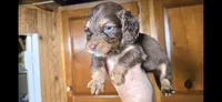 Bassil, a male Miniature Dachshund for sale in Rock Island, IL – 1 of 3