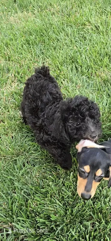 Onyx – Poodle - Standard  puppy for sale in Rock Island, IL