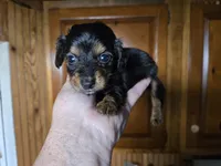 Toby, a male Miniature Dachshund for sale in Rock Island, IL – 1 of 1