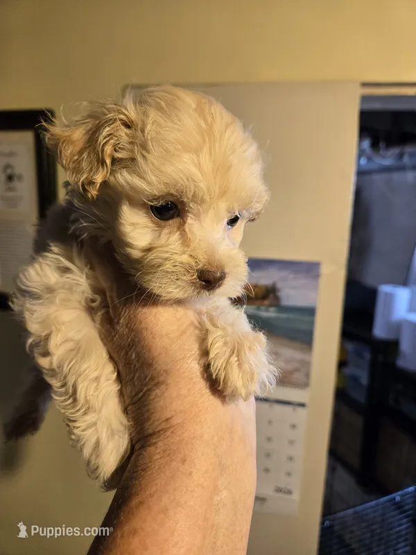 Kasper – Shihpoo puppy for sale in Rock Island, IL