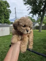 Joker, a male Shihpoo for sale in Rock Island, IL – 3 of 5