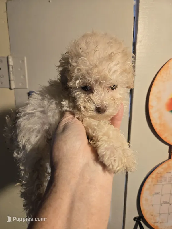 Bubbles – Shihpoo puppy for sale in Rock Island, IL