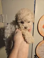 Bubbles, a female Shihpoo for sale in Rock Island, IL – 1 of 4