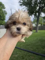 Tyson, a male Shihpoo for sale in Rock Island, IL – 7 of 8