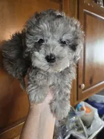 Harley, a female Poodle - Toy  for sale in Florissant, MO – 4 of 4