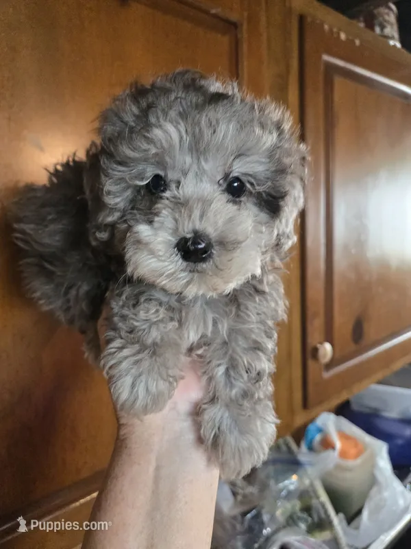 Harley – Poodle - Toy  puppy for sale in Rock Island, IL