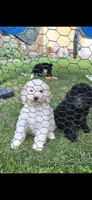 Titan, a male Poodle - Standard  for sale in Rock Island, IL – 5 of 8