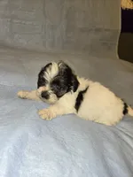 Rufio , a male Shihpoo for sale in Rock Island, IL – 4 of 4