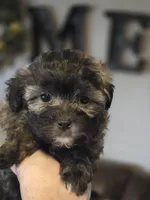 Cinnamon , a female Shihpoo for sale in Elgin, OK – Photo 4 of 4